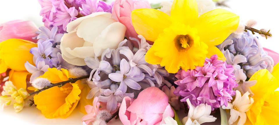 Shelly's Florist Ltd